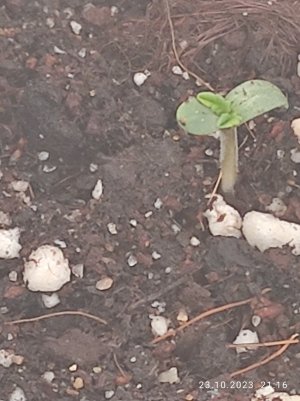 IMG_20231023_211612.jpg IMG_20231023_211612.jpg