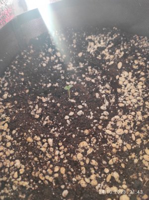 IMG_20231024_214330.jpg IMG_20231024_214330.jpg