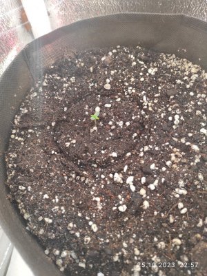 IMG_20231025_225757.jpg IMG_20231025_225757.jpg