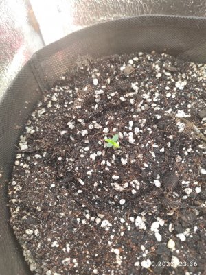 IMG_20231026_233641.jpg IMG_20231026_233641.jpg