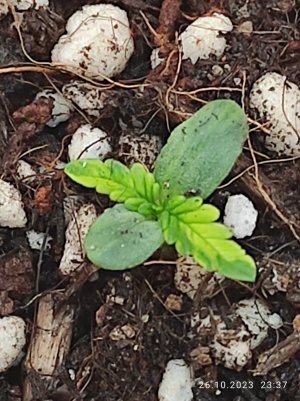 IMG_20231026_233700.jpg IMG_20231026_233700.jpg