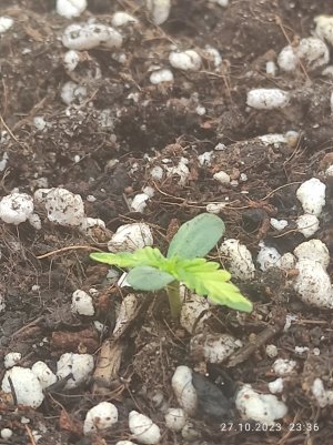 IMG_20231027_233642.jpg IMG_20231027_233642.jpg