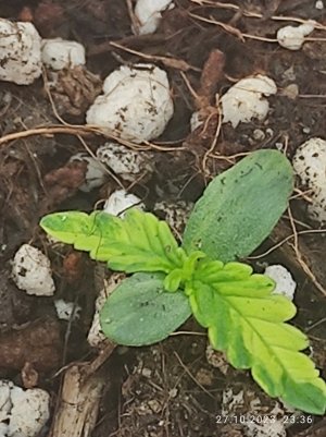 IMG_20231027_233620.jpg IMG_20231027_233620.jpg