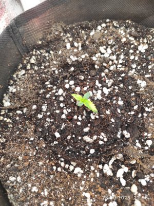 IMG_20231028_225510.jpg IMG_20231028_225510.jpg