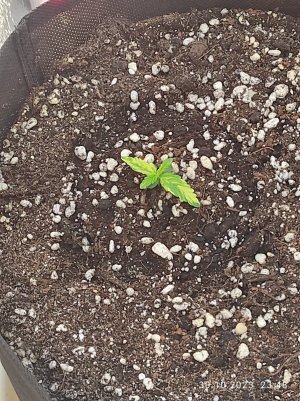 IMG_20231030_234808.jpg IMG_20231030_234808.jpg