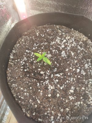 IMG_20231031_233917.jpg IMG_20231031_233917.jpg