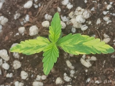 IMG_20231031_233933.jpg IMG_20231031_233933.jpg