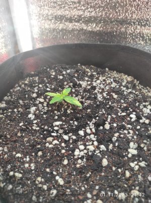 IMG_20231101_214210.jpg IMG_20231101_214210.jpg