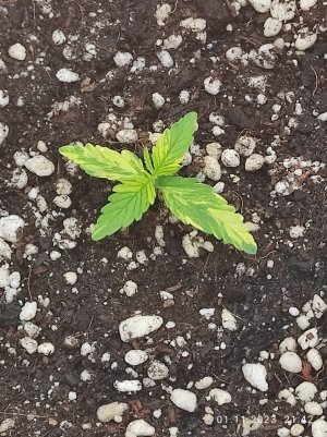 IMG_20231101_214223.jpg IMG_20231101_214223.jpg