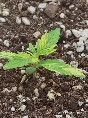 IMG_20231102_235700.jpg IMG_20231102_235700.jpg