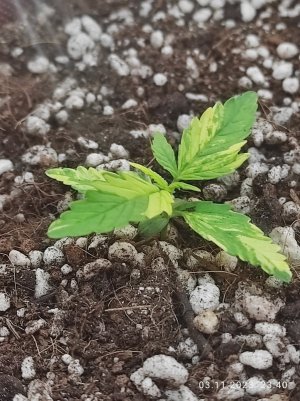 IMG_20231103_234014.jpg IMG_20231103_234014.jpg