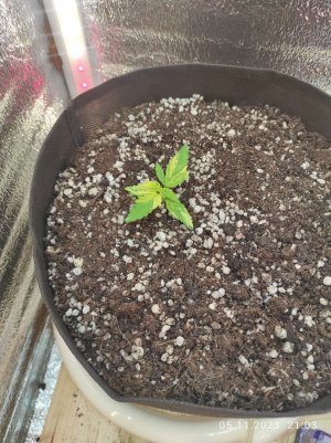 IMG_20231105_210308.jpg IMG_20231105_210308.jpg