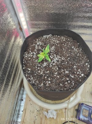 IMG_20231106_191014.jpg IMG_20231106_191014.jpg