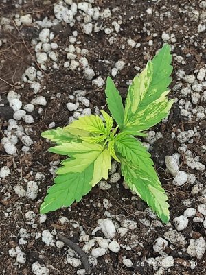 IMG_20231106_191024.jpg IMG_20231106_191024.jpg