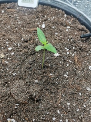 IMG_20231104_100620.jpg IMG_20231104_100620.jpg