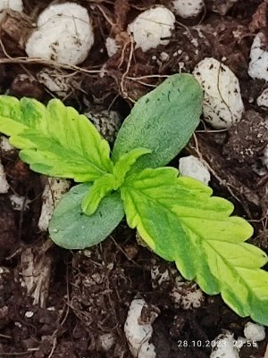 IMG_20231028_225537.jpg IMG_20231028_225537.jpg