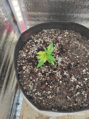 IMG_20231108_000358.jpg IMG_20231108_000358.jpg