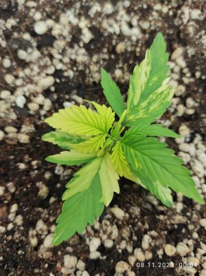 IMG_20231108_000407.jpg IMG_20231108_000407.jpg