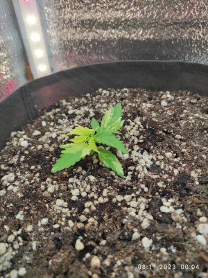 IMG_20231108_000415.jpg IMG_20231108_000415.jpg