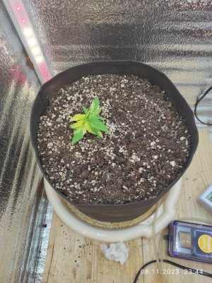 IMG_20231108_234457.jpg IMG_20231108_234457.jpg