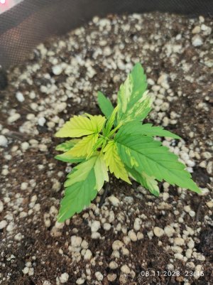 IMG_20231108_234502.jpg IMG_20231108_234502.jpg