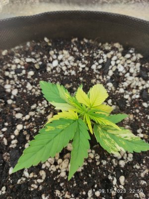 IMG_20231109_225056.jpg IMG_20231109_225056.jpg