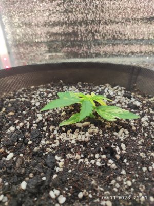 IMG_20231109_225100.jpg IMG_20231109_225100.jpg