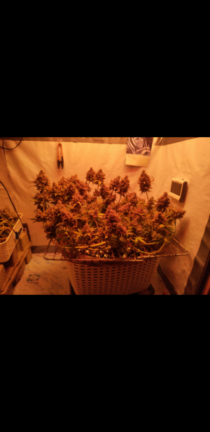 S31115-214741.png S31115-214741.png