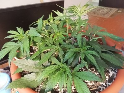 IMG20231119141729.jpg IMG20231119141729.jpg