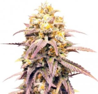 critical super silver haze.jpg critical super silver haze.jpg