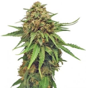 critical.jpg critical.jpg