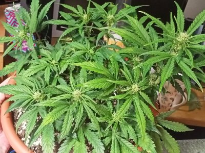 IMG20231125131417.jpg IMG20231125131417.jpg