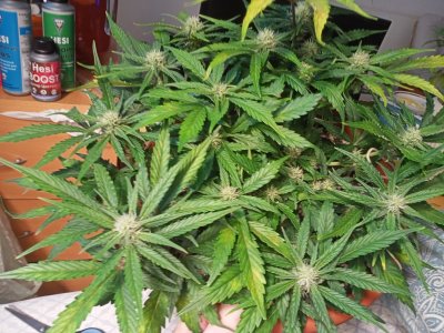 IMG20231201122217.jpg IMG20231201122217.jpg