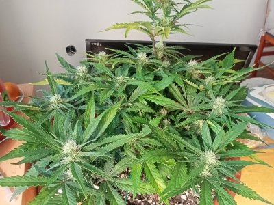 IMG20231201120949.jpg IMG20231201120949.jpg