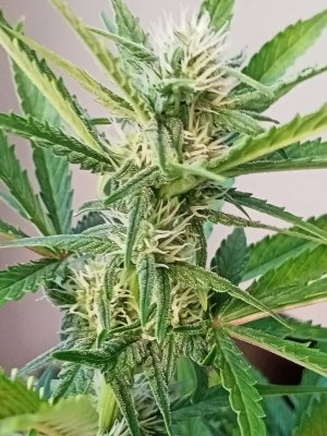 IMG20231201121050.jpg IMG20231201121050.jpg