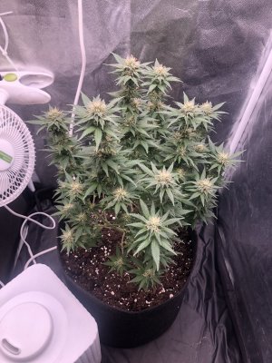 IMG_3919.JPG IMG_3919.JPG