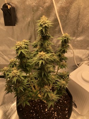 IMG_3937.JPG IMG_3937.JPG