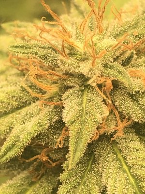 IMG_3950.JPG IMG_3950.JPG