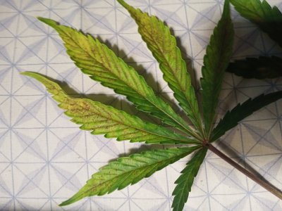 IMG20231202141013.jpg IMG20231202141013.jpg