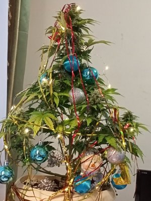 IMG20231208161821.jpg IMG20231208161821.jpg