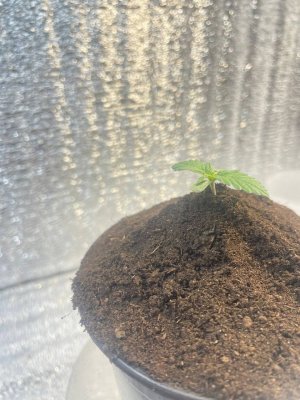 a7fc53f7-110c-4c1f-8972-39247a65a829.jpg a7fc53f7-110c-4c1f-8972-39247a65a829.jpg