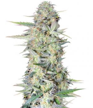 lowryder.jpg lowryder.jpg