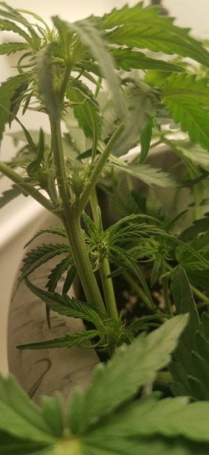 IMG_20231210_225750.jpg IMG_20231210_225750.jpg