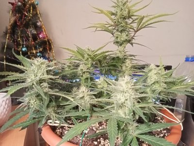 IMG20231212160602.jpg IMG20231212160602.jpg