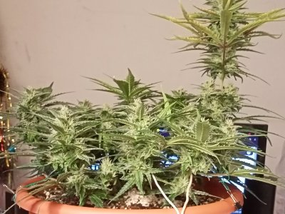 IMG20231212160927.jpg IMG20231212160927.jpg