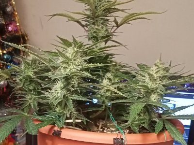 IMG20231212160903.jpg IMG20231212160903.jpg