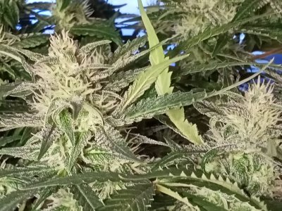 IMG20231212161219.jpg IMG20231212161219.jpg