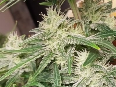 IMG20231212160645.jpg IMG20231212160645.jpg