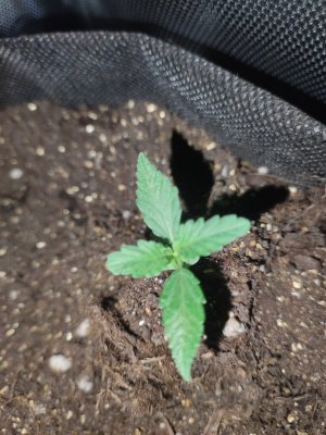 17024086455075498888093110826027.jpg 17024086455075498888093110826027.jpg