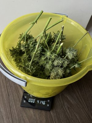 IMG_7525.JPG IMG_7525.JPG